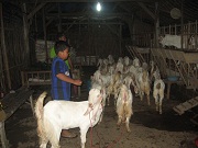 Ekspedisi Kambing Etawa Senduro Ke Blitar & Tulungagung