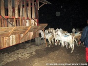 Ekspedisi Kambing Etawa Senduro Ke Kendal