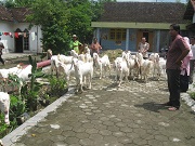 Ekspedisi Kambing Etawa Senduro Ke Mojokerto