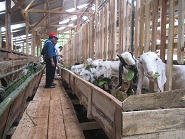 Ekspedisi Kambing Etawa Senduro Ke Purwakarta (Bagian 1)