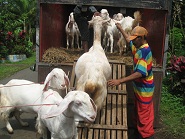 Ekspedisi Kambing Etawa Senduro Ke Purwakarta (Bagian 2)