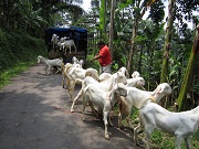 Ekspedisi Kambing Etawa Senduro ke Yogyakarta