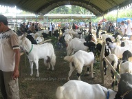 Etawa Jaya Sepuluh Besar di Kontes!