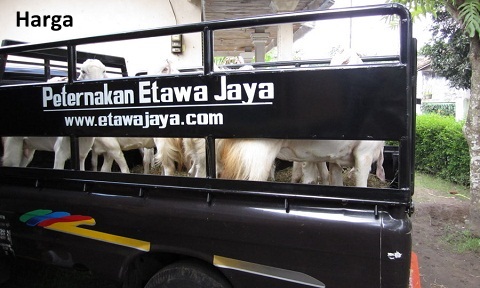 Harga