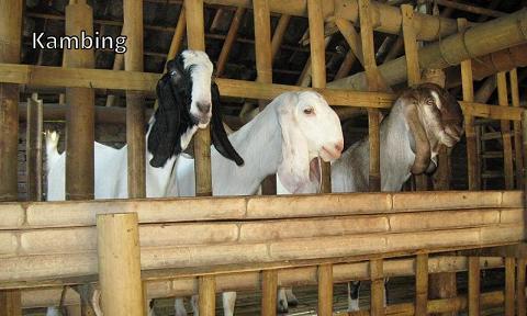 Kambing