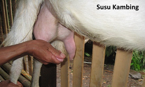 Susu