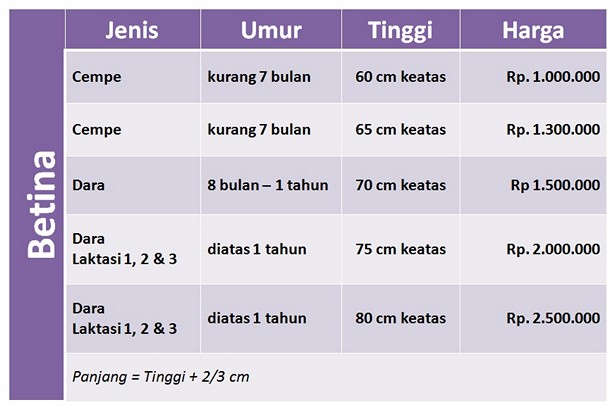 harga-kambing-etawa-betina