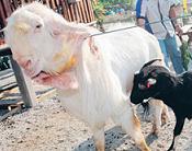 Jamnapari King Boleh Capai Berat 120 Kilogram