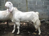 Jual Kambing Etawa Senduro Januari 2011