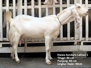 Jual Kambing Etawa Senduro Maret 2011