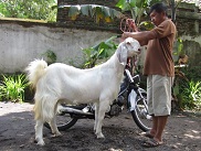 Jual Kambing Etawa Senduro Mei 2011