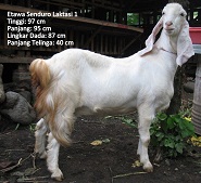 Jual Kambing Perah Etawa Senduro Laktasi
