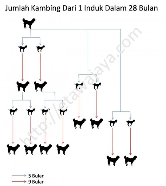 jumlah-kambing-etawa-28-bulan