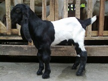 Kambing Etawa Kontes Joko Bledek