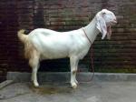 Koleksi Kambing Etawa Perah Senduro Inul