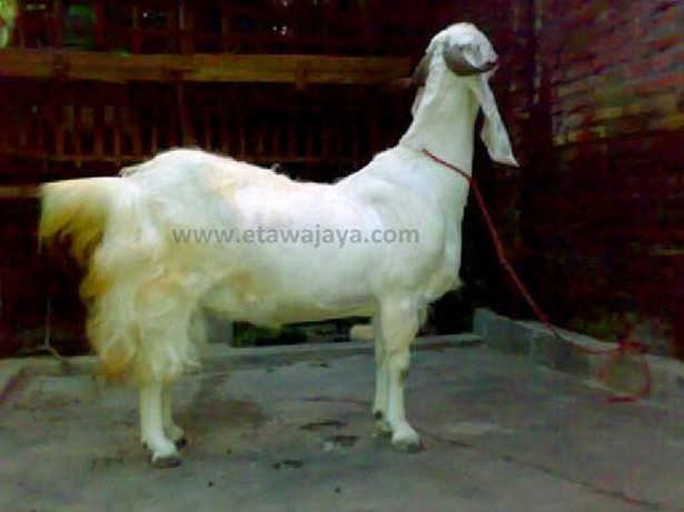 kambing etawa perah senduro preti buldozer