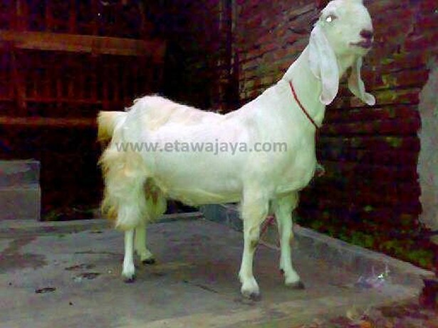 kambing etawa perah senduro preti buldozer