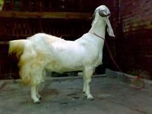Koleksi Kambing Etawa Perah Senduro Preti “Buldozer”