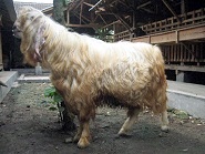 Kambing Etawa Senduro Gembrong