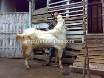 Kambing Etawa Senduro Jantan 2