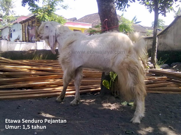 kambing etawa senduro pejantan