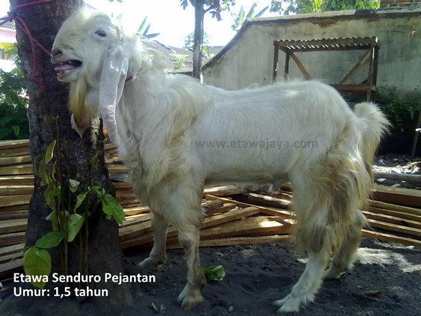 kambing etawa senduro pejantan