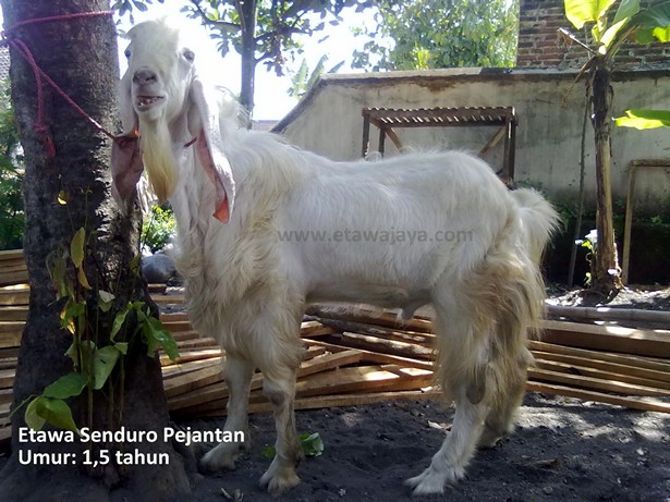 kambing etawa senduro pejantan