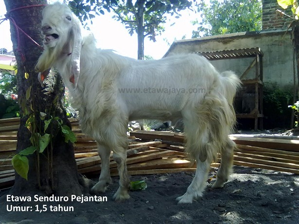 kambing etawa senduro pejantan