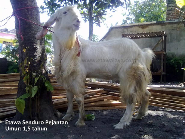 kambing etawa senduro pejantan