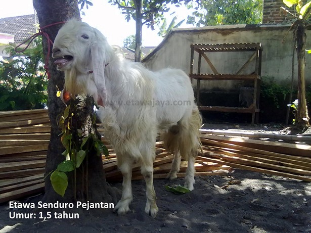 kambing etawa senduro pejantan