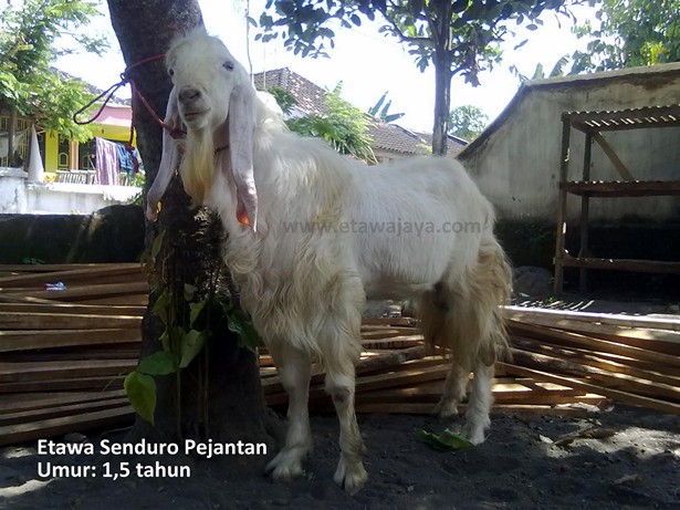 kambing etawa senduro pejantan