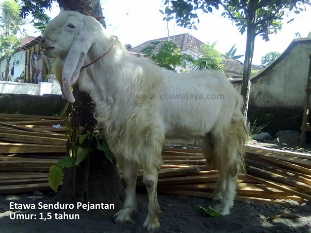 kambing etawa senduro pejantan