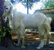 Kambing Etawa Senduro Pejantan