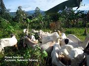 Ekspedisi Kambing Etawa Senduro Ke Sulawesi Selatan
