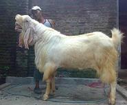 Kambing Etawa Senduro Super Samson 130 Kg