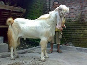 Kambing Etawa Super Hercules