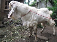Jual Kambing Etawa Senduro Pejantan Januari 2011