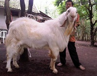 Kambing Etawa Super Kublai Khan