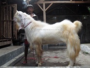 Kambing Etawa Super Rewok