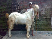 Kambing Etawa Super Senduro Dewa Jamnapari 40 cm