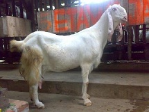 Kambing Etawa Super Senduro Dewi Lemu Laktasi 2