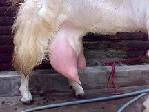 Kambing Perah Etawa Senduro Laktasi 3