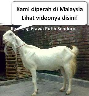 kambing perah jamnapari kambing perah jamnapari