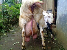 Kambing Peranakan Etawa Senduro Laktasi 4