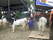 Juara Kontes Kambing Etawa Tulungagung 2009