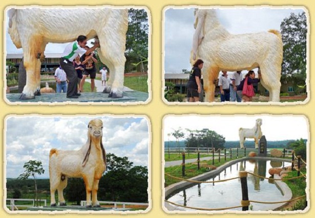 ternak kambing etawa malaysia ternak kambing etawa malaysia