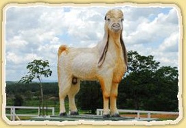 Malaysia Mengakui Asal Kambing Etawa Senduro