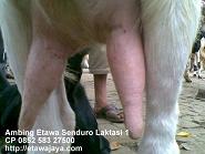 Memilih Kambing Etawa Perah