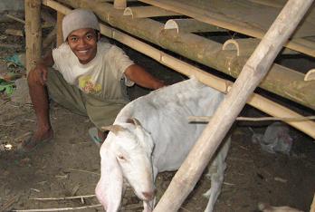 peternak kambing etawa peternak kambing etawa