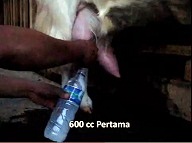 Produksi Susu Kambing Etawa Senduro Laktasi 1